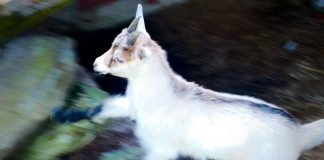 Foto: Bjarte Aarmo Lund, CC-BY-SA 2.0-lisens